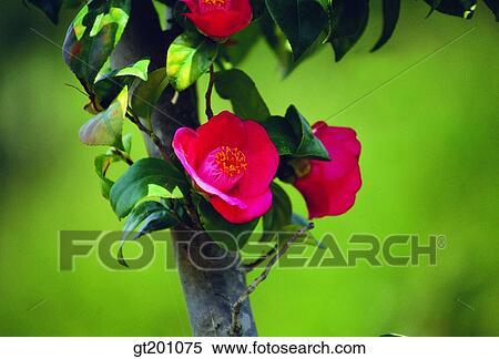 outdoor, exterior, flower, day, daytime, daylight, camellia View Large Photo Image Stock Photography - outdoor, exterior, flower, day, daytime, daylight, camellia. Fotosearch