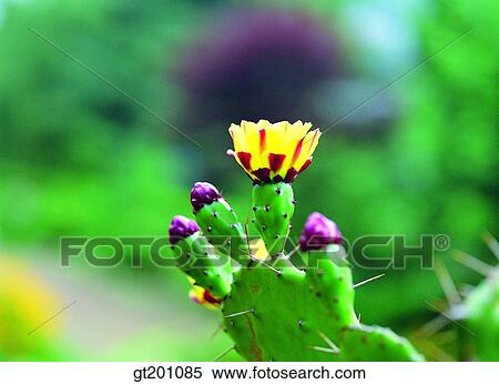 outdoor, exterior, flower, day, daytime, daylight, cactus View Large Photo Image Stock Photography - outdoor, exterior, flower, day, daytime, daylight, cactus. Fotosearch