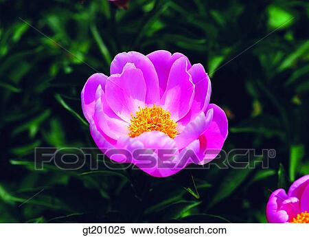 Stock Photography - peony, spring, leaf, leaves, outdoor, exterior, flower. Fotosearch