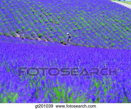 people, person, outdoor, exterior, flower, day, daytime View Large Photo Image Stock Photo - people, person, outdoor, exterior, flower, day, daytime. Fotosearch