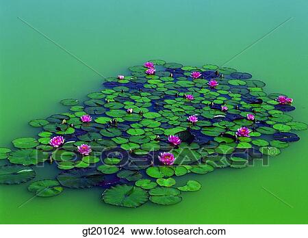pond, summer, outdoor, exterior, flower, day, daytime View Large Photo Image Picture - pond, summer, outdoor, exterior, flower, day, daytime. Fotosearch