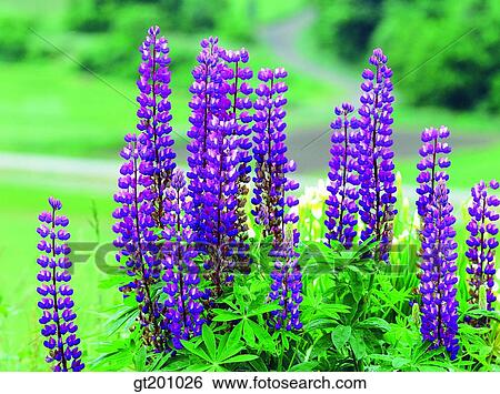 purple, violet, outdoor, exterior, flower, day, daytime View Large Photo Image Stock Photograph - purple, violet, outdoor, exterior, flower, day, daytime. Fotosearch