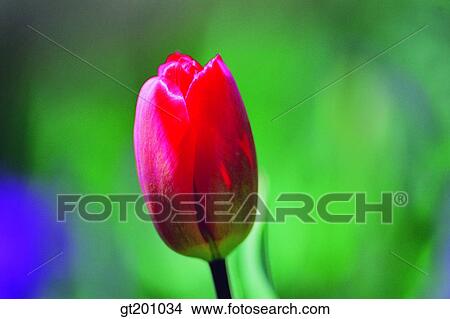 tulip, tulips, one flower, bud, sprout, spring, outdoor View Large Photo Image Picture - tulip, tulips, one flower, bud, sprout, spring, outdoor. Fotosearch