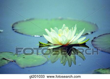 Stock Image - waterlily, wate rlily, pond, summer, lotus leaves, lotus leaf, lotus flower. Fotosearch