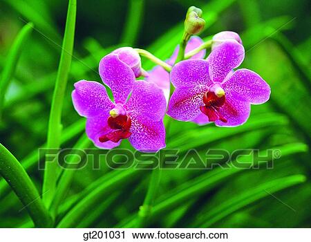 Stock Image - Western orchid, western iris, iris, outdoor, exterior, flower, day. Fotosearch
