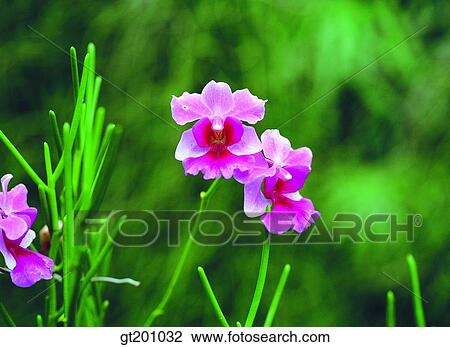 Western orchid, western iris, iris, outdoor, exterior, flower, day View Large Photo Image Stock Image - Western orchid, western iris, iris, outdoor, exterior, flower, day. Fotosearch