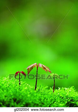 outdoor, exterior, day, daytime, daylight, nature, spring View Large Photo Image Picture - outdoor, exterior, day, daytime, daylight, nature, spring. Fotosearch