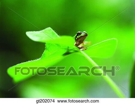 Picture - outdoor, exterior, day, daytime, daylight, nature, spring. Fotosearch