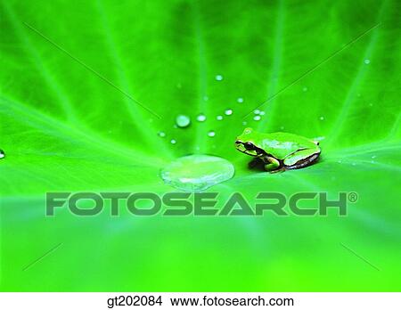 Picture - outdoor, exterior, day, daytime, daylight, nature, spring. Fotosearch