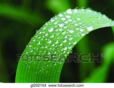 Picture - outdoor, exterior, day, daytime, daylight, nature, plant. Fotosearch