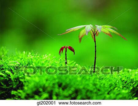 outdoor, exterior, day, daytime, daylight, nature, spring View Large Photo Image Stock Image - outdoor, exterior, day, daytime, daylight, nature, spring. Fotosearch