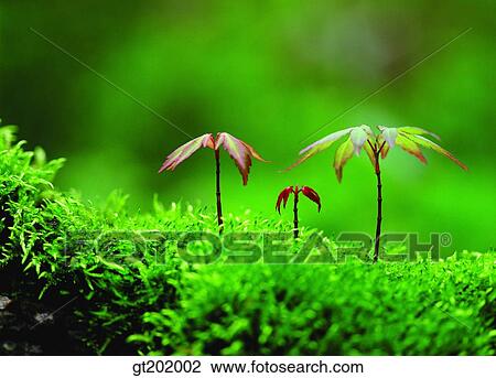 outdoor, exterior, day, daytime, daylight, nature, spring View Large Photo Image Stock Image - outdoor, exterior, day, daytime, daylight, nature, spring. Fotosearch