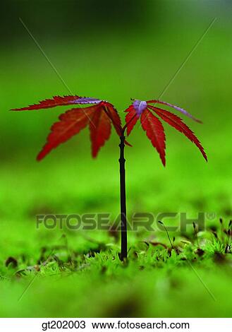outdoor, exterior, day, daytime, daylight, nature, spring View Large Photo Image Stock Image - outdoor, exterior, day, daytime, daylight, nature, spring. Fotosearch