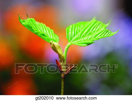 Stock Image - outdoor, exterior, day, daytime, daylight, nature, spring. Fotosearch