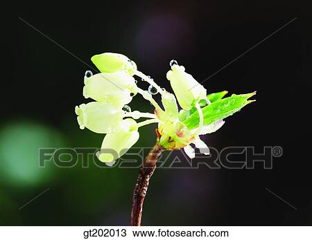 outdoor, exterior, day, daytime, daylight, nature, spring View Large Photo Image Stock Image - outdoor, exterior, day, daytime, daylight, nature, spring. Fotosearch