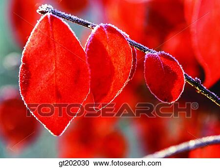 outdoor, exterior, day, daytime, daylight, nature, fall View Large Photo Image Stock Image - outdoor, exterior, day, daytime, daylight, nature, fall. Fotosearch