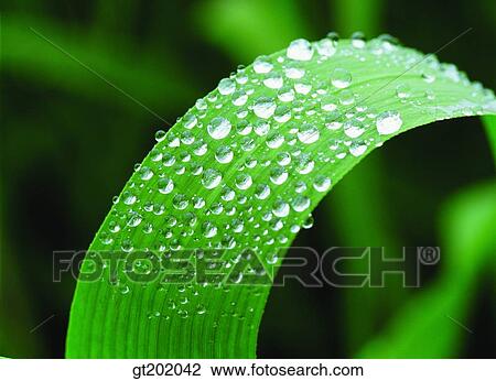 outdoor, exterior, day, daytime, daylight, nature, plant View Large Photo Image Stock Image - outdoor, exterior, day, daytime, daylight, nature, plant. Fotosearch