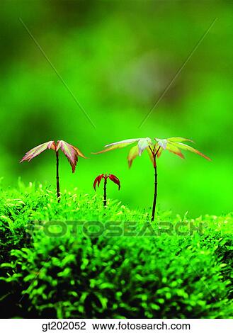 outdoor, exterior, day, daytime, daylight, nature, spring View Large Photo Image Stock Image - outdoor, exterior, day, daytime, daylight, nature, spring. Fotosearch