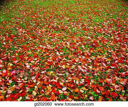 Stock Image - outdoor, exterior, day, daytime, daylight, nature, fall. Fotosearch