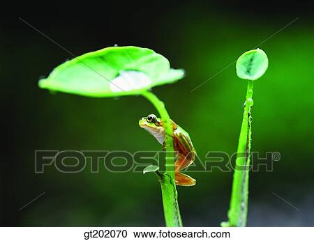Stock Image - outdoor, exterior, day, daytime, daylight, nature, spring. Fotosearch