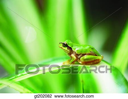 Stock Image - outdoor, exterior, day, daytime, daylight, nature, spring. Fotosearch