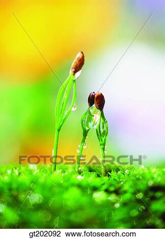 outdoor, exterior, day, daytime, daylight, nature, spring View Large Photo Image Stock Image - outdoor, exterior, day, daytime, daylight, nature, spring. Fotosearch