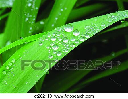 outdoor, exterior, day, daytime, daylight, nature, plant View Large Photo Image Stock Image - outdoor, exterior, day, daytime, daylight, nature, plant. Fotosearch