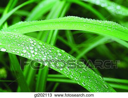 Stock Image - outdoor, exterior, day, daytime, daylight, nature, plant. Fotosearch