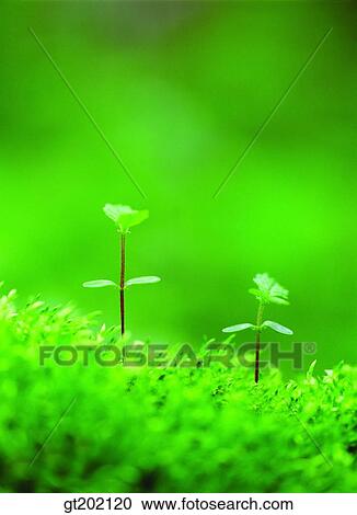 Stock Image - outdoor, exterior, day, daytime, daylight, nature, spring. Fotosearch