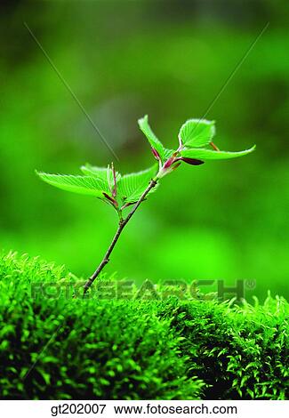 outdoor, exterior, day, daytime, daylight, nature, spring View Large Photo Image Stock Photo - outdoor, exterior, day, daytime, daylight, nature, spring. Fotosearch