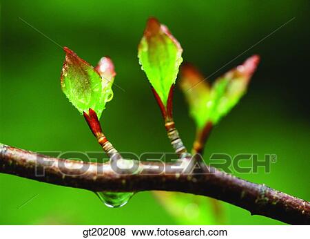 outdoor, exterior, day, daytime, daylight, nature, spring View Large Photo Image Stock Photo - outdoor, exterior, day, daytime, daylight, nature, spring. Fotosearch
