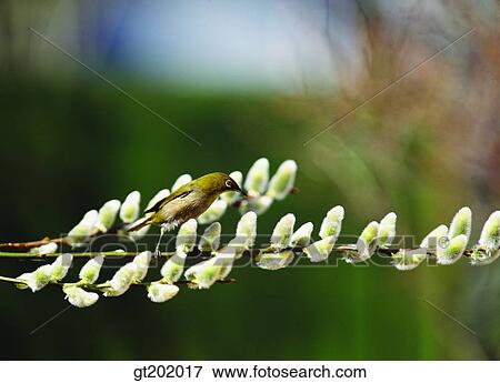outdoor, exterior, day, daytime, daylight, nature, spring View Large Photo Image Stock Photo - outdoor, exterior, day, daytime, daylight, nature, spring. Fotosearch