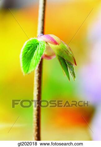 Stock Photo - outdoor, exterior, day, daytime, daylight, nature, spring. Fotosearch