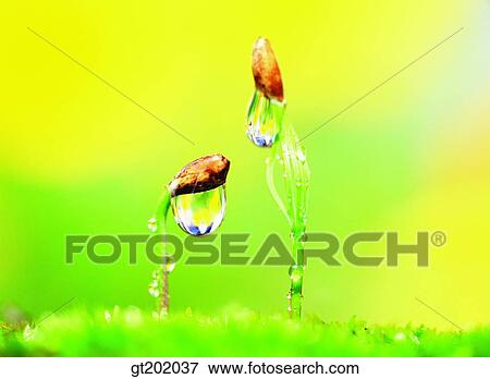 outdoor, exterior, day, daytime, daylight, nature, spring View Large Photo Image Stock Photo - outdoor, exterior, day, daytime, daylight, nature, spring. Fotosearch