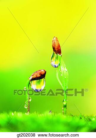 Stock Photo - outdoor, exterior, day, daytime, daylight, nature, spring. Fotosearch