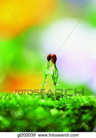 outdoor, exterior, day, daytime, daylight, nature, spring View Large Photo Image Stock Photo - outdoor, exterior, day, daytime, daylight, nature, spring. Fotosearch