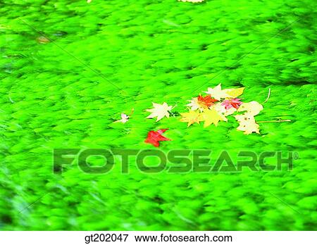 outdoor, exterior, day, daytime, daylight, nature, leaf View Large Photo Image Stock Photo - outdoor, exterior, day, daytime, daylight, nature, leaf. Fotosearch