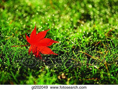 outdoor, exterior, day, daytime, daylight, nature, fallen leaves View Large Photo Image Stock Photo - outdoor, exterior, day, daytime, daylight, nature, fallen leaves. Fotosearch