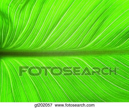 outdoor, exterior, day, daytime, daylight, nature, leaf View Large Photo Image Stock Photo - outdoor, exterior, day, daytime, daylight, nature, leaf. Fotosearch