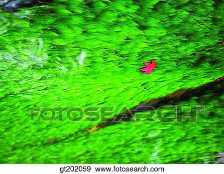 outdoor, exterior, day, daytime, daylight, nature, leaf View Large Photo Image Stock Photo - outdoor, exterior, day, daytime, daylight, nature, leaf. Fotosearch