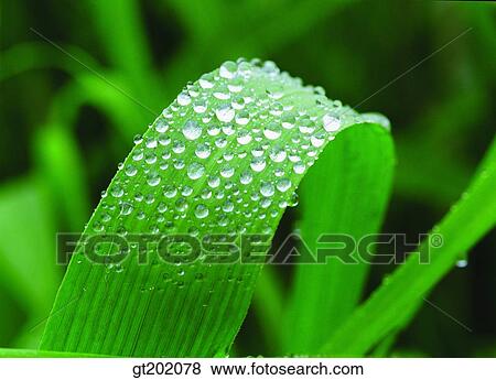 outdoor, exterior, day, daytime, daylight, nature, plant View Large Photo Image Stock Photo - outdoor, exterior, day, daytime, daylight, nature, plant. Fotosearch