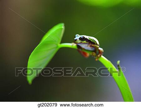 outdoor, exterior, day, daytime, daylight, nature, spring View Large Photo Image Stock Photo - outdoor, exterior, day, daytime, daylight, nature, spring. Fotosearch
