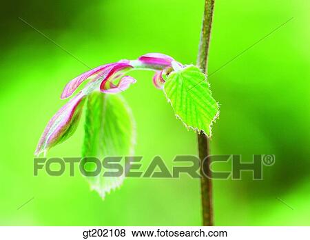 outdoor, exterior, day, daytime, daylight, nature, spring View Large Photo Image Stock Photo - outdoor, exterior, day, daytime, daylight, nature, spring. Fotosearch