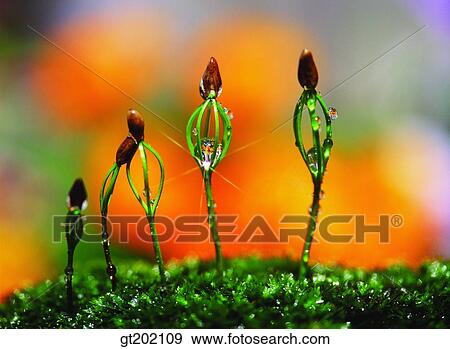 Stock Photo - outdoor, exterior, day, daytime, daylight, nature, spring. Fotosearch