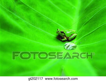 Stock Photo - outdoor, exterior, day, daytime, daylight, nature, spring. Fotosearch