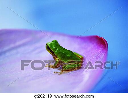 Stock Photo - outdoor, exterior, day, daytime, daylight, nature, spring. Fotosearch
