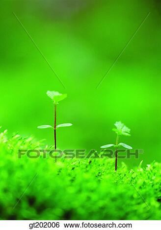 outdoor, exterior, day, daytime, daylight, nature, spring View Large Photo Image Stock Photograph - outdoor, exterior, day, daytime, daylight, nature, spring. Fotosearch