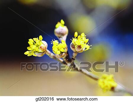 outdoor, exterior, day, daytime, daylight, nature, spring View Large Photo Image Stock Photograph - outdoor, exterior, day, daytime, daylight, nature, spring. Fotosearch