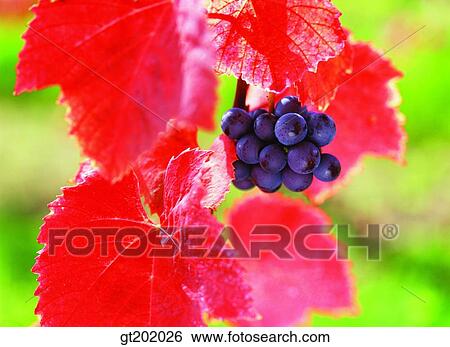 outdoor, exterior, day, daytime, daylight, nature, grapetree View Large Photo Image Stock Photograph - outdoor, exterior, day, daytime, daylight, nature, grapetree. Fotosearch