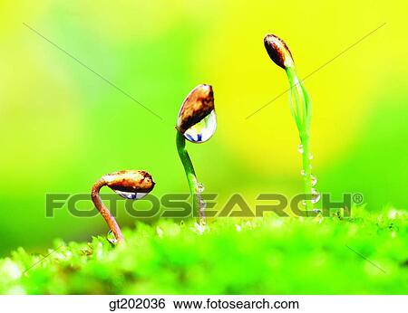 outdoor, exterior, day, daytime, daylight, nature, spring View Large Photo Image Stock Photograph - outdoor, exterior, day, daytime, daylight, nature, spring. Fotosearch